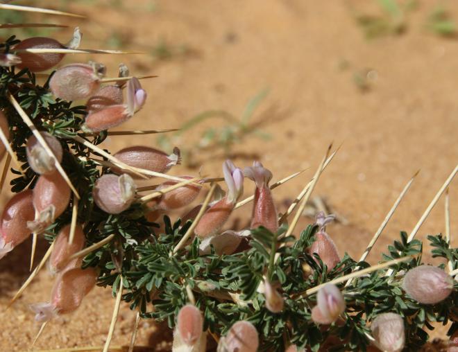 Astragalus spinosus flowers