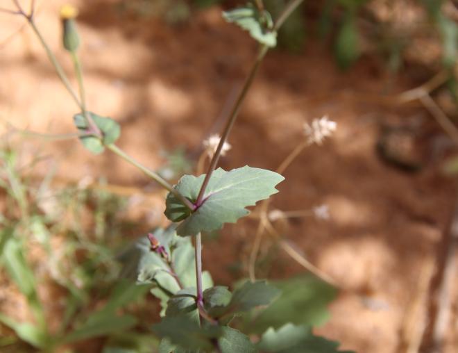 Senecio flavus leaves