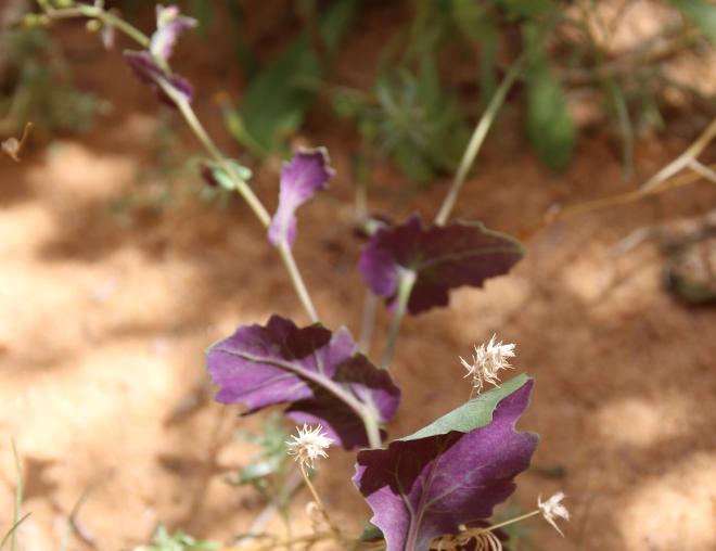 Senecio flavus leaves