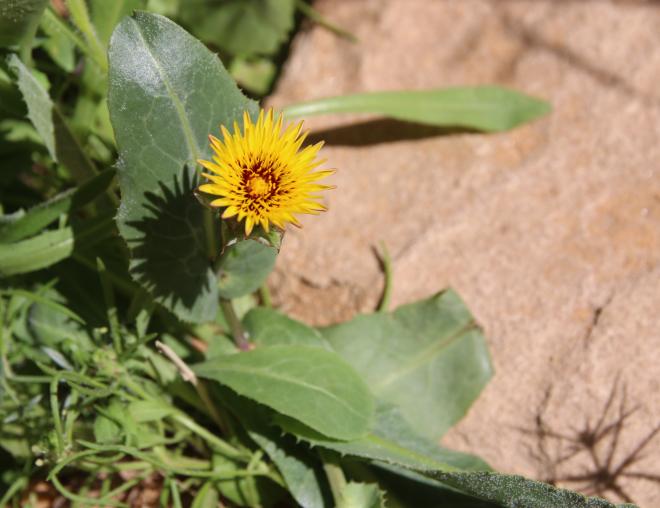 Reichardia tingitana flower and leaf
