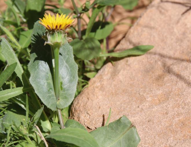 Reichardia tingitana flower and leaf