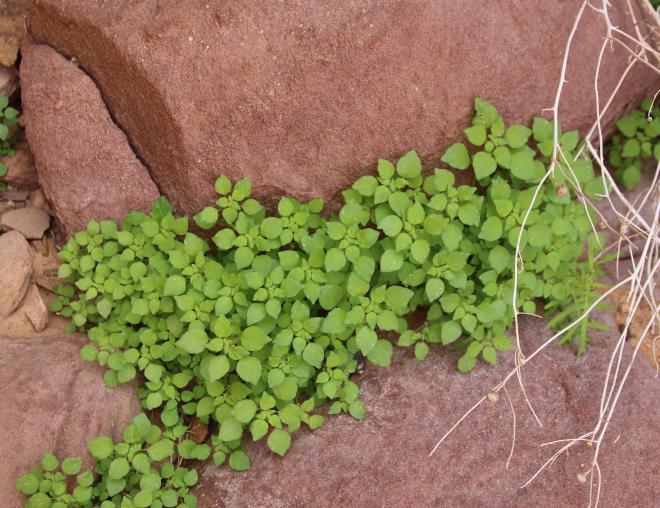 Whole plant