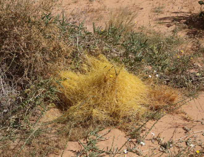Whole plant