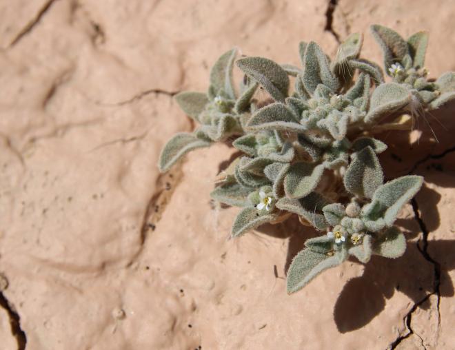Morettia parviflora flower