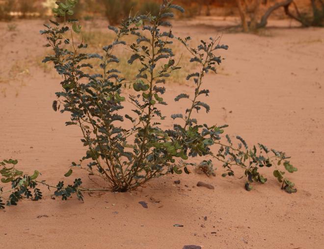 Whole plant