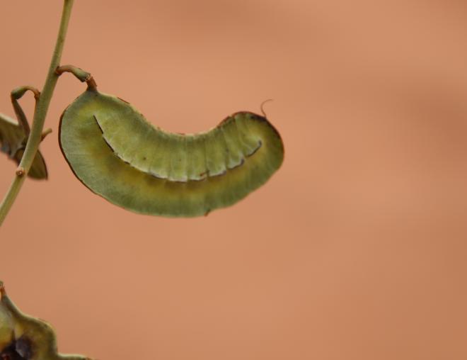 Senna italica fruit