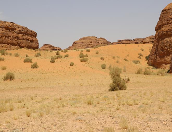 Haloxylon persicum on Sand dunes