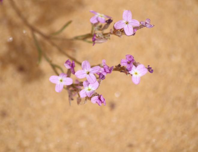 Eremobium aegyptiacum flowers