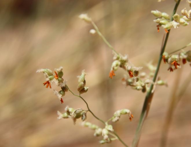 Panicum turgidum flowers