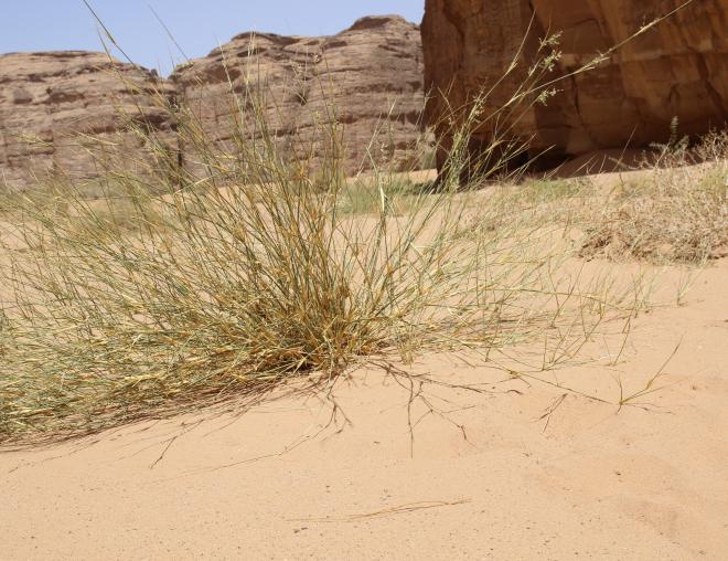 Whole plant