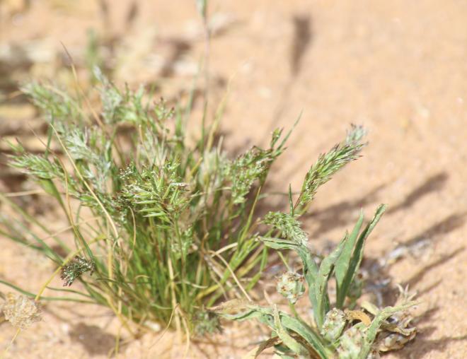 Whole plant