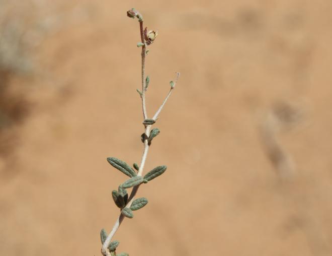 Helianthemum lippii stem