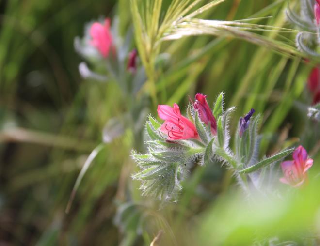 Echium rauwolfii flower