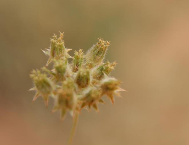 Anisosciadium lanatum fruits