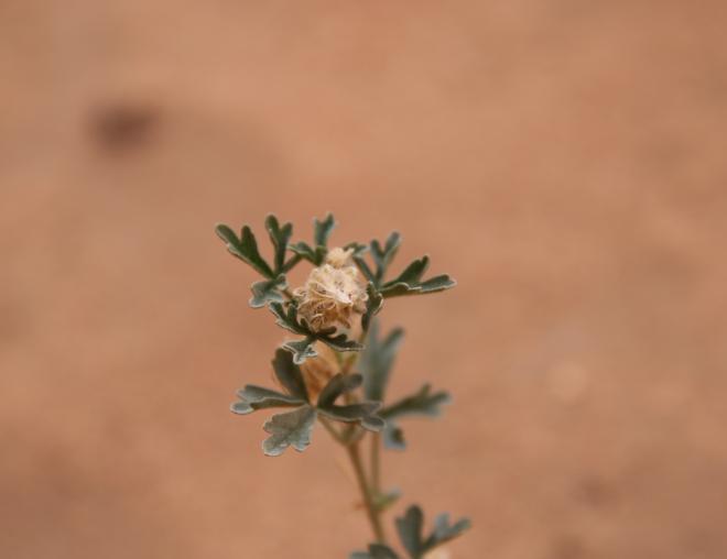 Malva ludwigii fruit