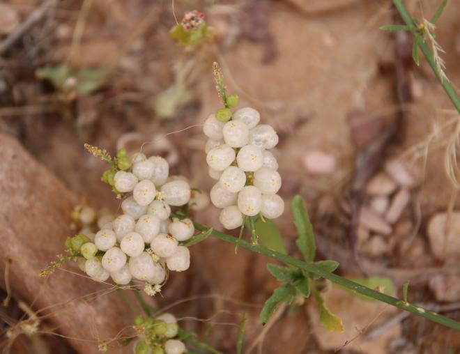 Ochradenus baccatus fruits
