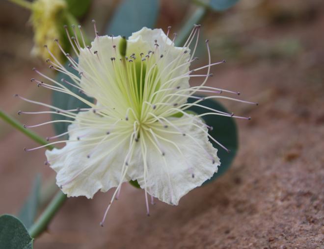 Capparis spinosa flower