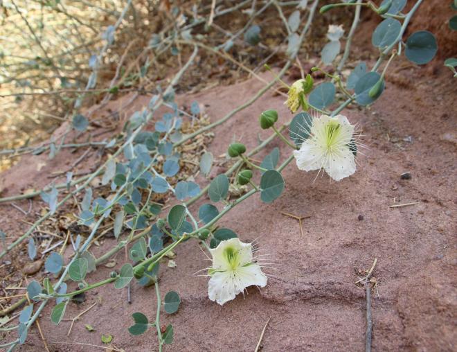 Capparis spinosa flowers