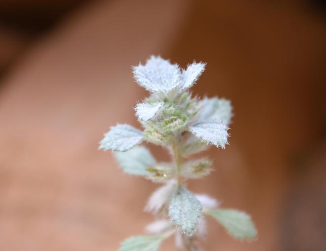 Forsskaolea tenacissima flower