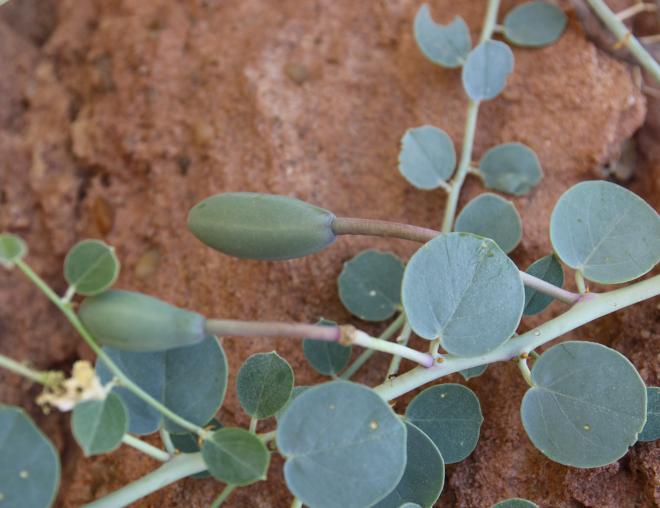 Capparis spinosa leaves