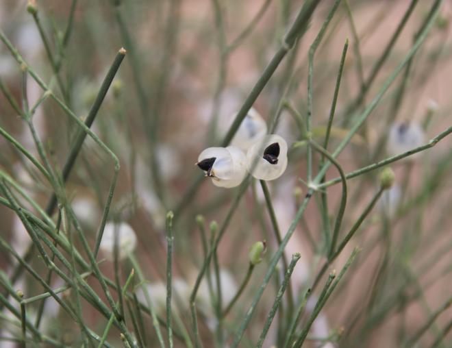 Ephedra ciliata fruits