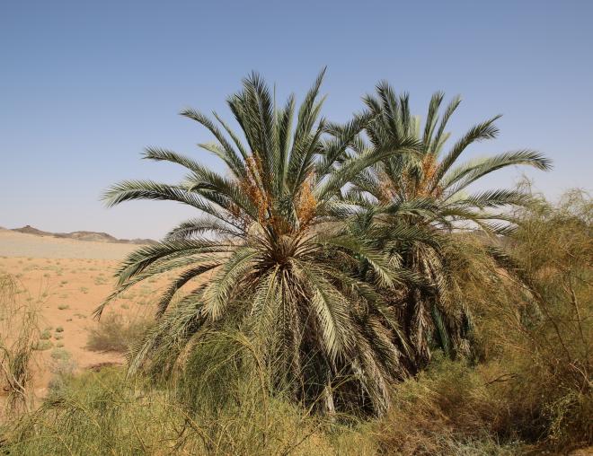 Whole plant