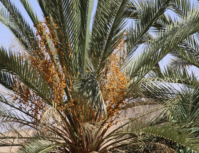 Phoenix dactylifera fruits