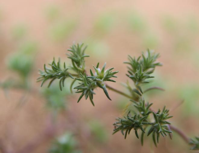 Loeflingia hispanica flower