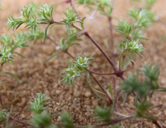 Loeflingia hispanica flower