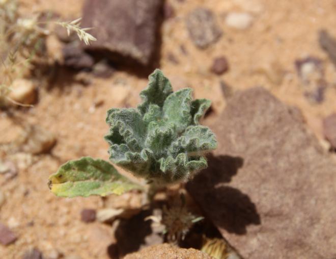 Pulicaria incisa leaves
