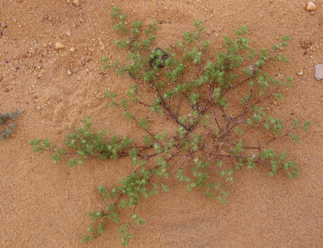 Whole plant