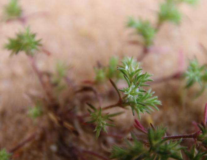 Loeflingia hispanica flower
