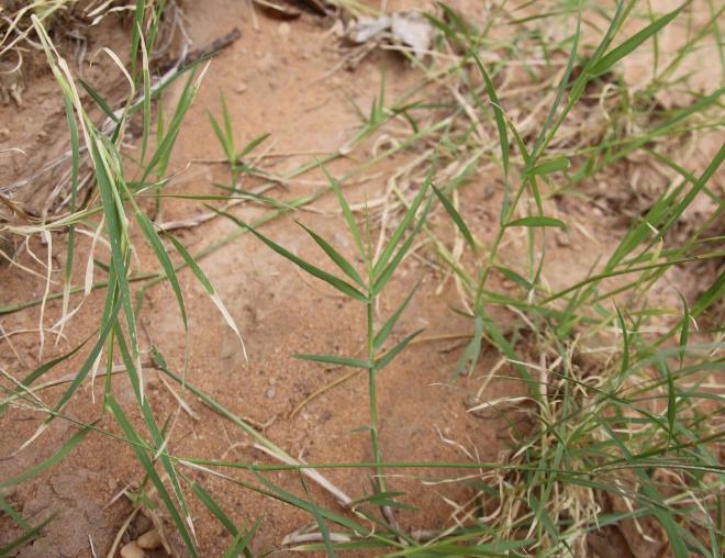 Cynodon dactylon leaves