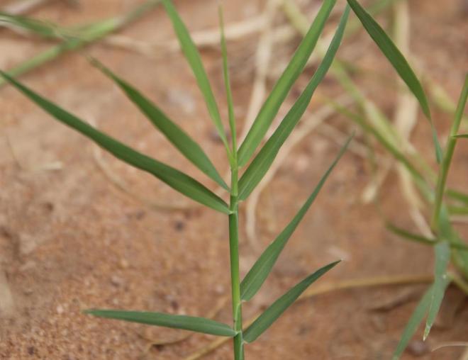 Cynodon dactylon leaves