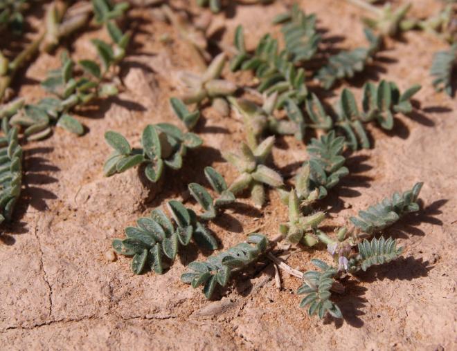 Astragalus tribuloides fruits and leaves