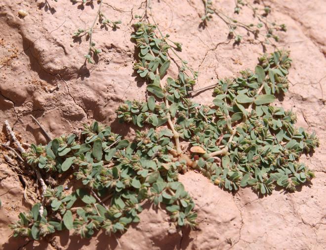 Whole plant