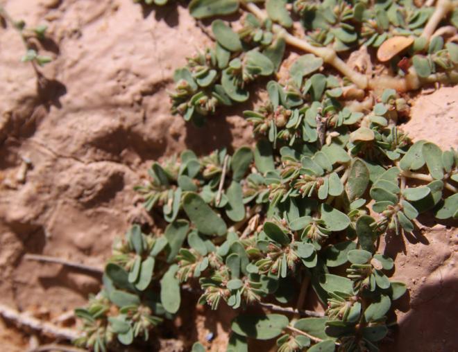 Whole plant