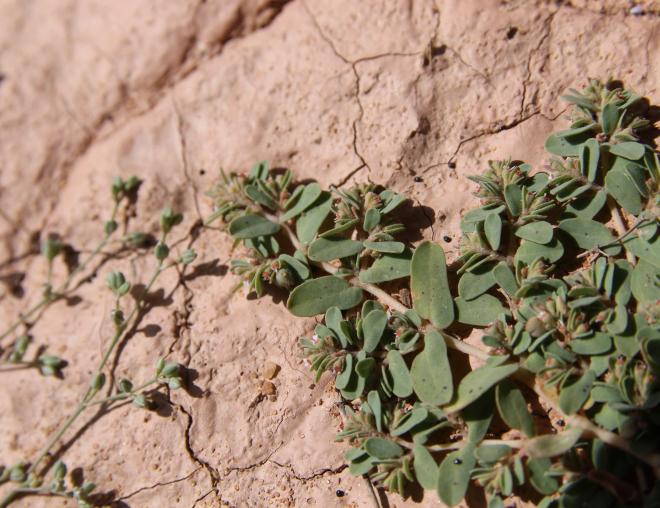 Euphorbia granulata leaves
