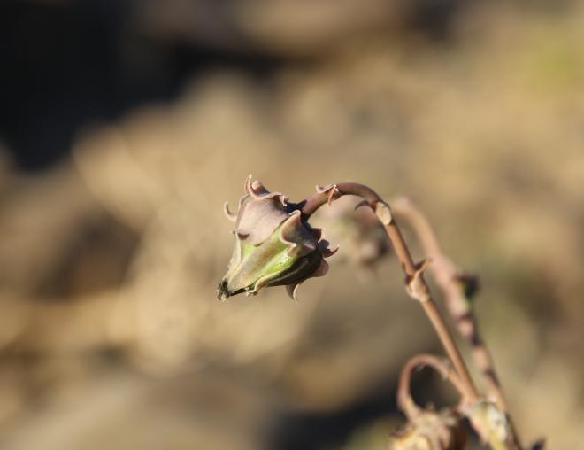 Launaea angustifolia flower/fruit
