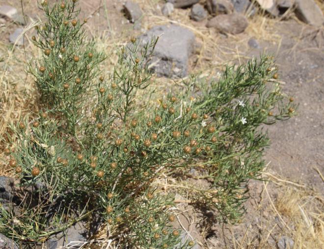 Whole plant