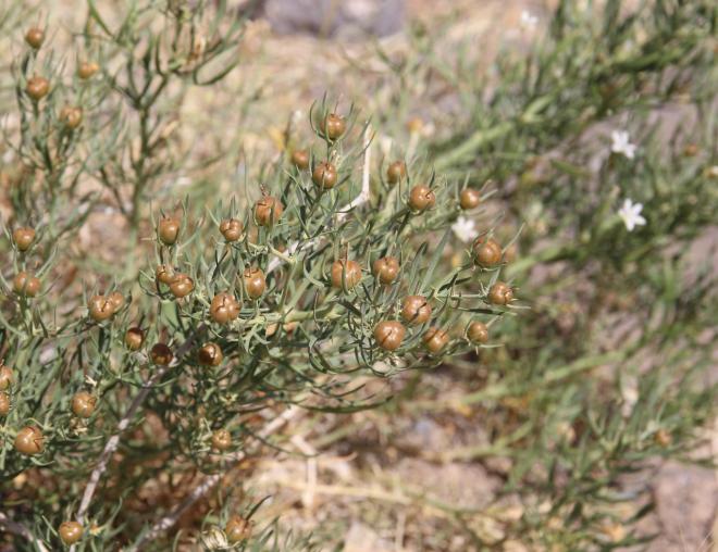 Whole plant