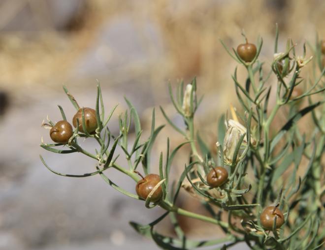 Peganum harmala fruits