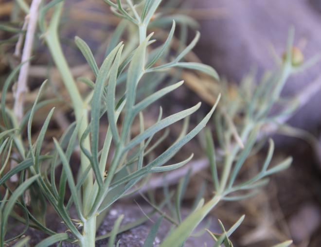 Peganum harmala fruits