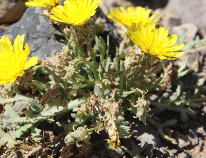 Whole plant