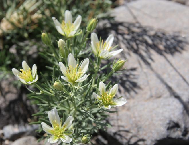 Peganum harmala flowers
