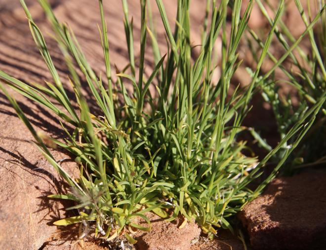 Dianthus strictus leaves