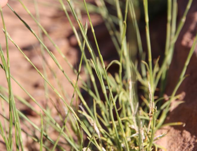 Dianthus strictus leaves