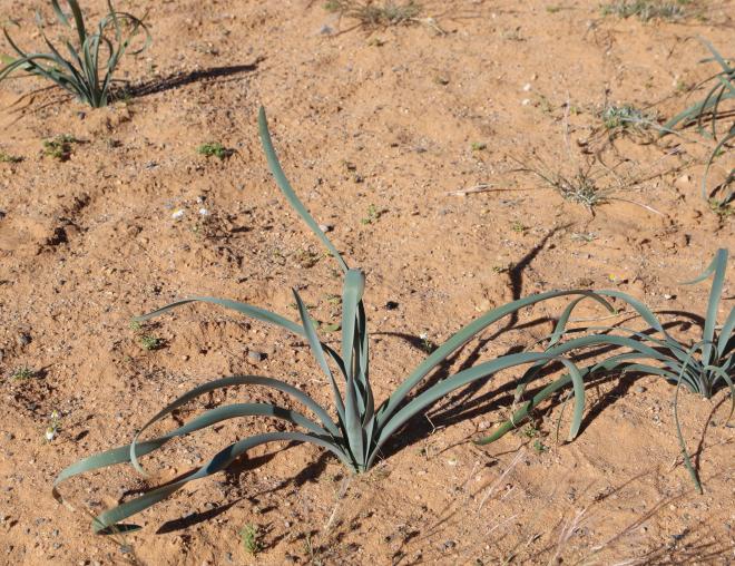 Pancratium sickenbergeri leaves