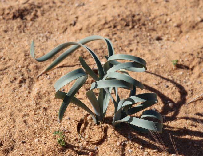Pancratium sickenbergeri leaves