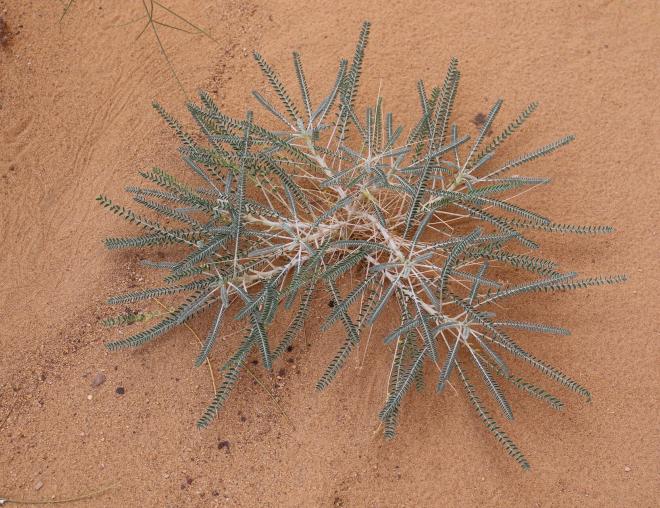 Whole plant